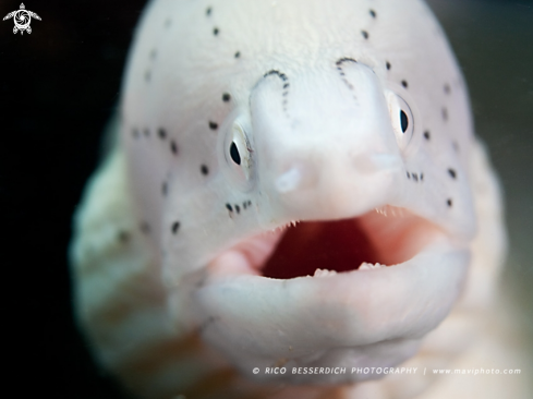 A Peppered Moray Eel