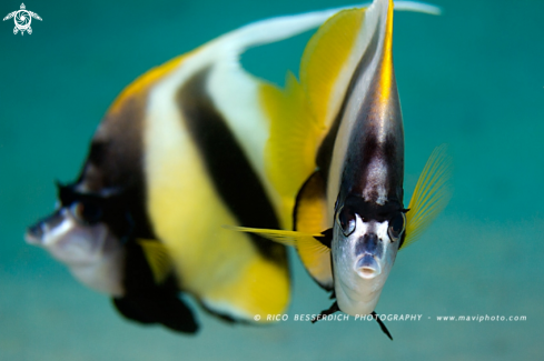 A Red-Sea Bannerfish