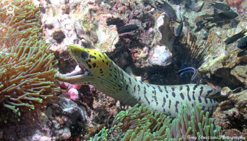 A Yellow-headed moray