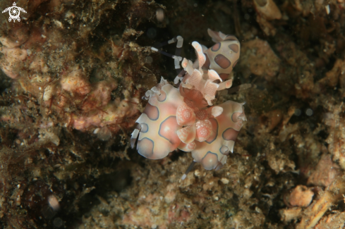 A Hymenocera Picta | Harlequin Shrimp