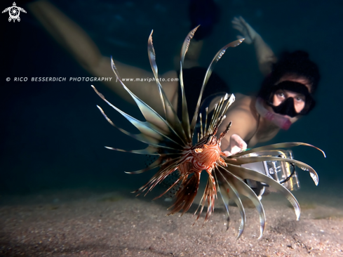 A Lionfish 