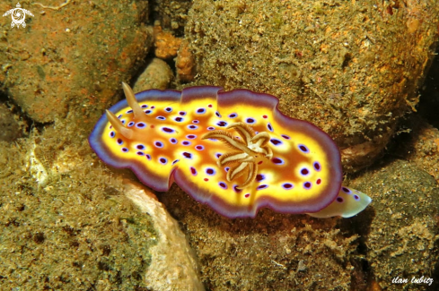 A nudibranch