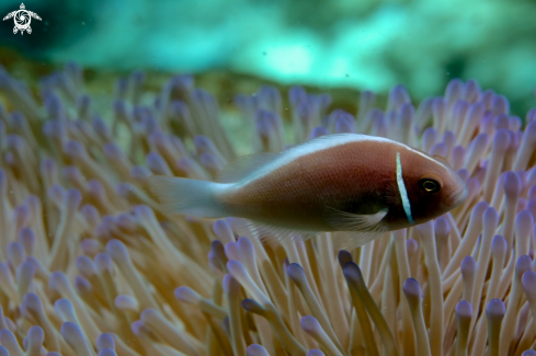 A Pink Anemone Fish in Magnificent Anemone  | Nemo Fish