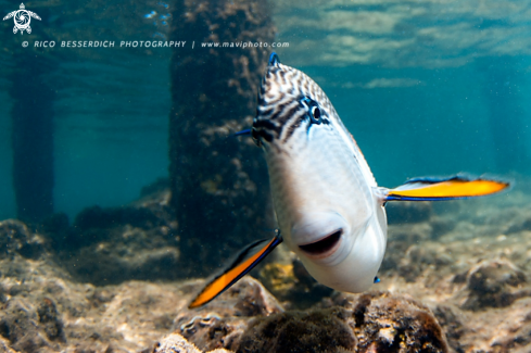 A Surgeonfish