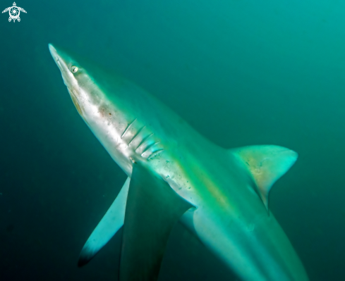 A Dusky shark