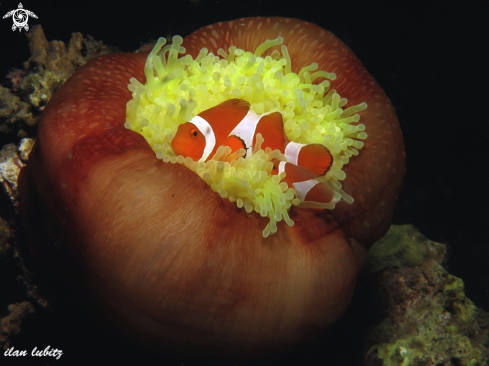 A Amphiprion ocellaris  on Heteractis magnifica | Anemone