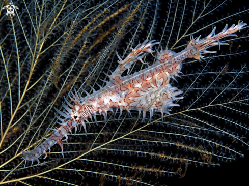 A Solenostomus paradoxus | Ornate Harlequin Ghostpipefish