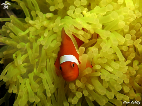 A Amphiprion ocellaris on Heteractis magnifica | Anemone