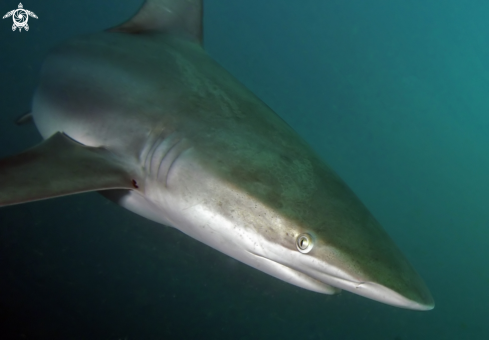 A Dusky shark