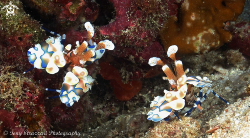 A Harlequin shrimp