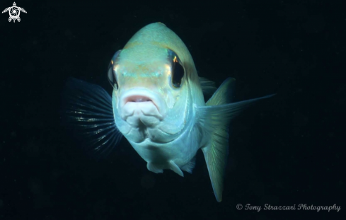 A Indian snapper