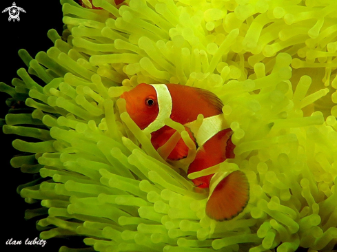 A Amphiprion ocellaris on Heteractis magnifica | Anemone