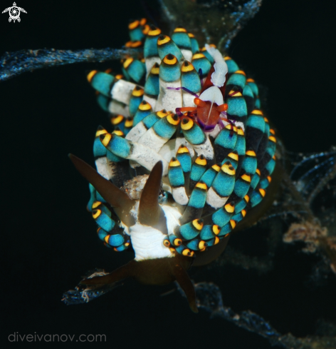 A Trinchesia yamasui with Periclimenes imperator | Trinchesia yamasui with Periclimenes imperator.