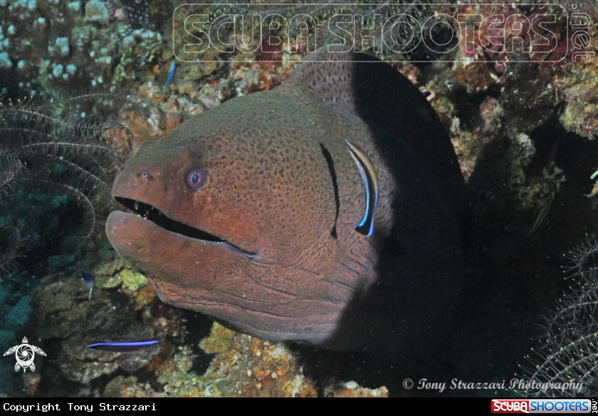 A Moray eel with cleaner wrasse