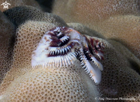 A Christmas tree worms