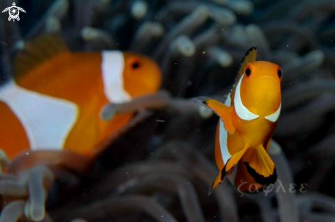 A Amphiprioninae | Clownfish