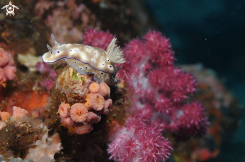 A Nudibranch