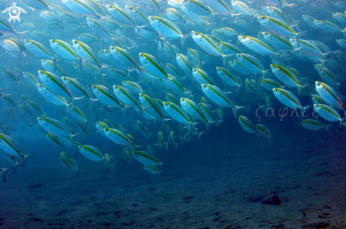 A School of fish