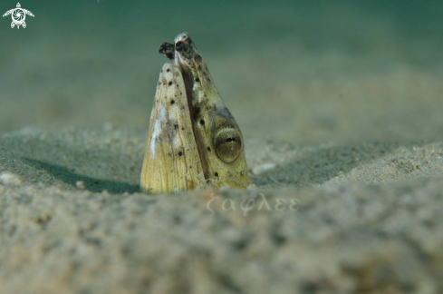 A Ophichthidae | Snake Eel