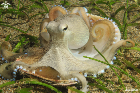 A Octopus marginatus | Octopus