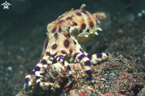 A Blue Ring Octopus