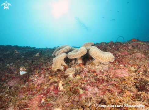 A Coral reed