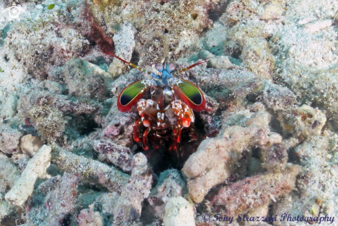 A Mantis Shrimp