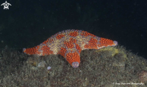 A Firebrick seastar