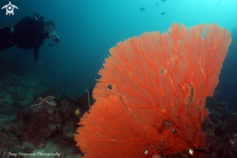 A Sea Fan