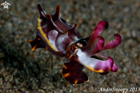 A Flamboyant cuttlefish