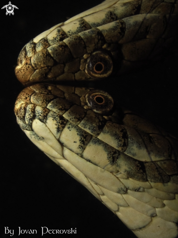 A Vodena zmija Ribarica / Water snake - Dice snake.