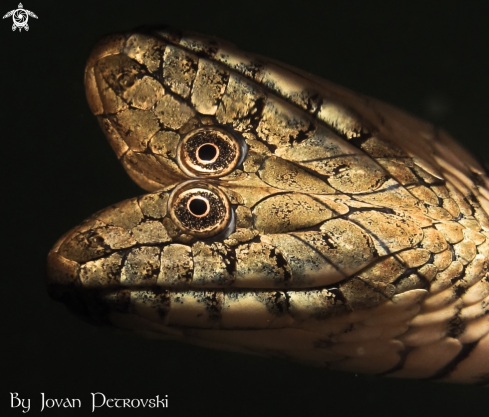 A Vodena zmija Ribarica / Water snake - Dice snake.