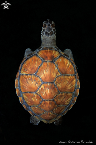 A Chelonia mydas