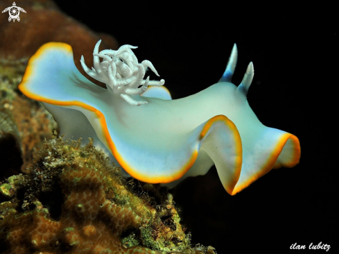 A Ardeadoris egretta | nudibranch