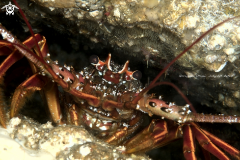 A Japanese spiny lobster