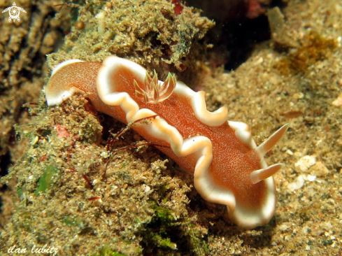 A nudibranch