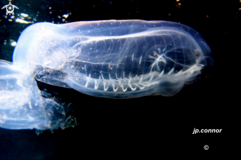 A Ctenophore