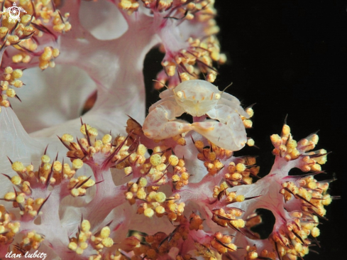 A Anemone crab