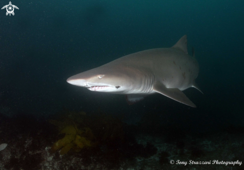 A Grey Nurse Shark (Sand Tiger, Ragged Tooth)