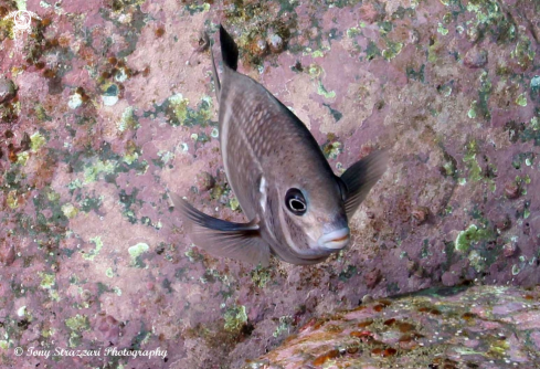 A Girdled scalyfin