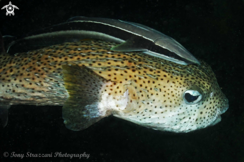 A Porcupinefish and suckerfish