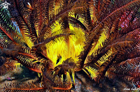 A Oxycomanthus bennetti | feather star