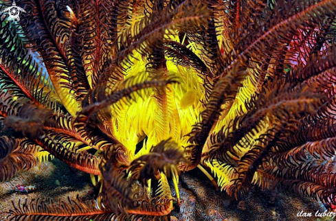 A feather star