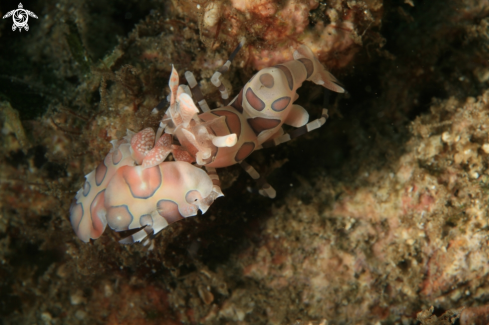 A Hymenocera Picta | Harlequin Shrimp