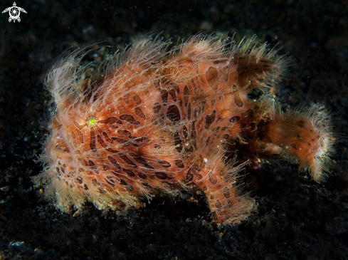 A Antennarius striatus | hairy frogfish