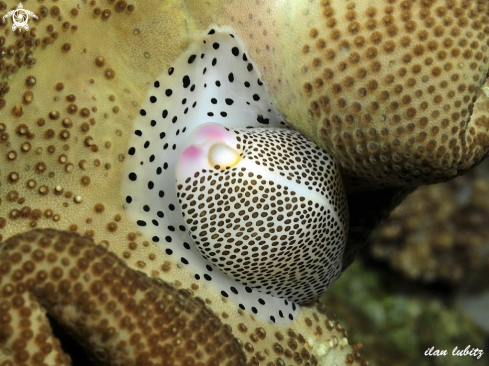A allied cowrie