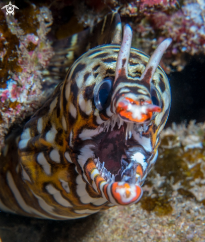 A Enchelycore pardalis | Dragon Moray