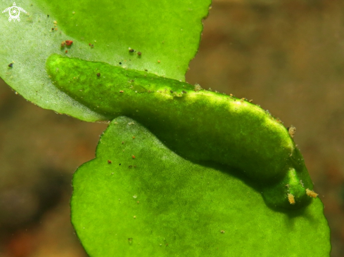 A Elysia pusilla | sea slug