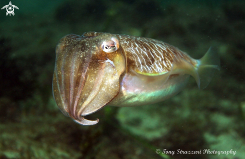 A Mourning Cuttle