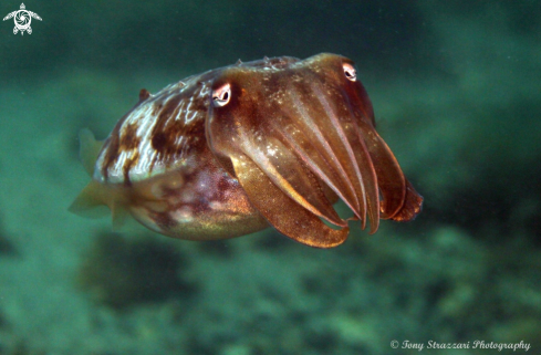 A Mourning Cuttle